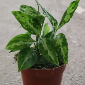 aglaonema-pictum-tricolor-1