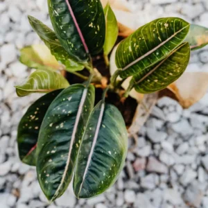 Aglaonema