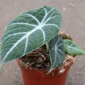 alocasia-black-velvet-1