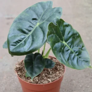 alocasia-cuprea-green-1