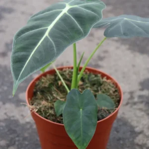 alocasia-frydek-1