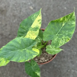 alocasia-gageana-variegata-aurea-1