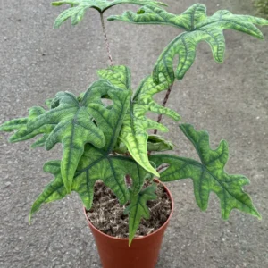 alocasia-jacklyn-1