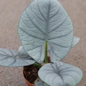 alocasia-nebula-elaine-1