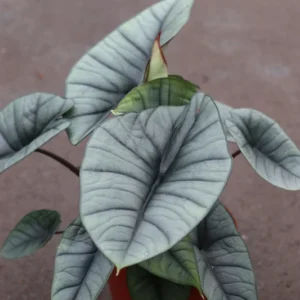 alocasia-platinum-1