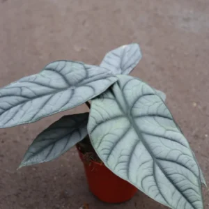 alocasia-regina-1