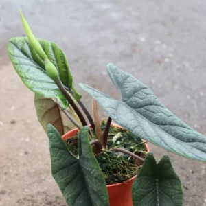 alocasia-scalprum-1