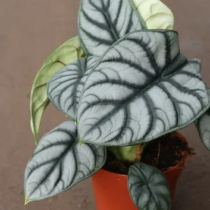 alocasia-silver-dragon-1