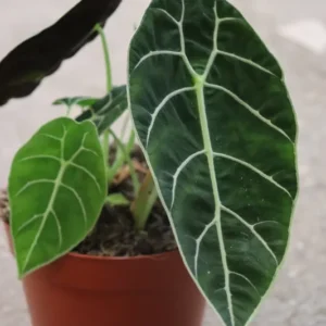 alocasia-watsoniana-1